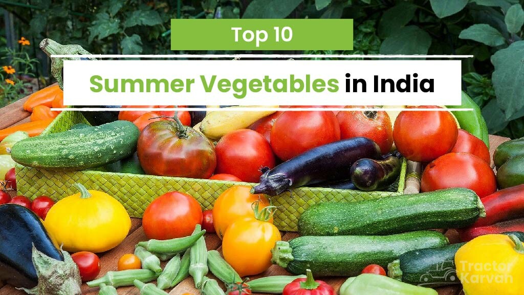 Top Summer Vegetables In India Tractorkarvan