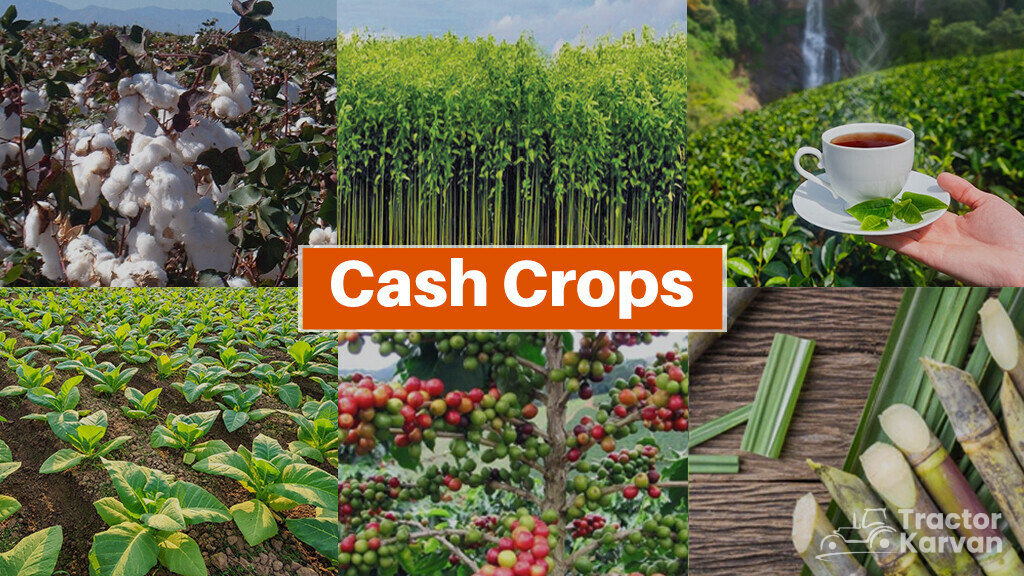 cash crops names