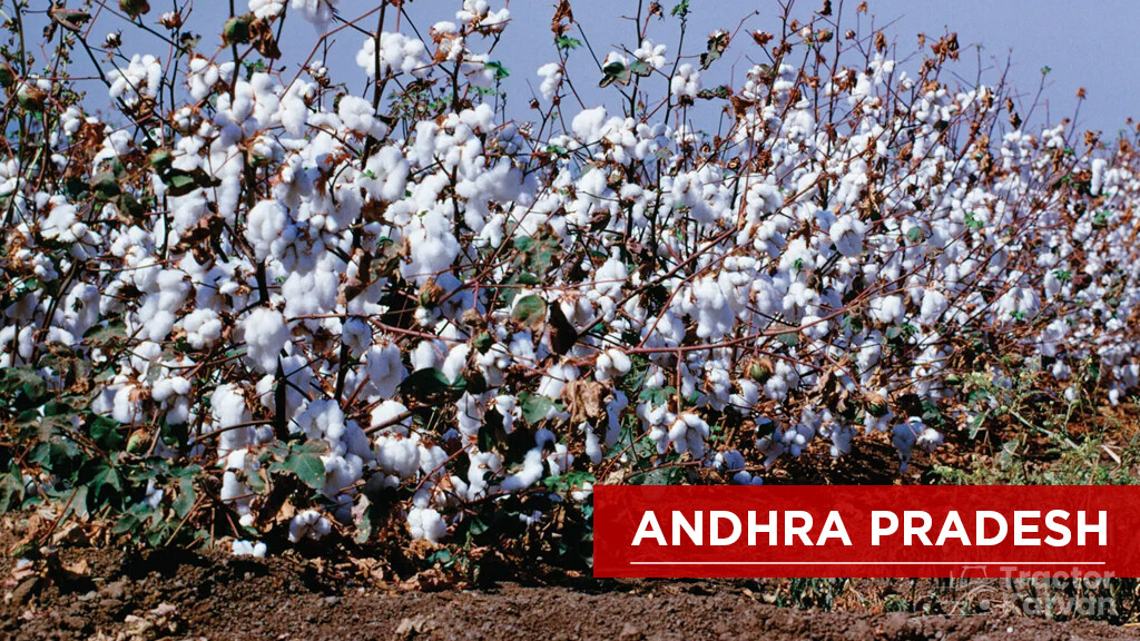 Top Cotton Producing States - Andhra Pradesh