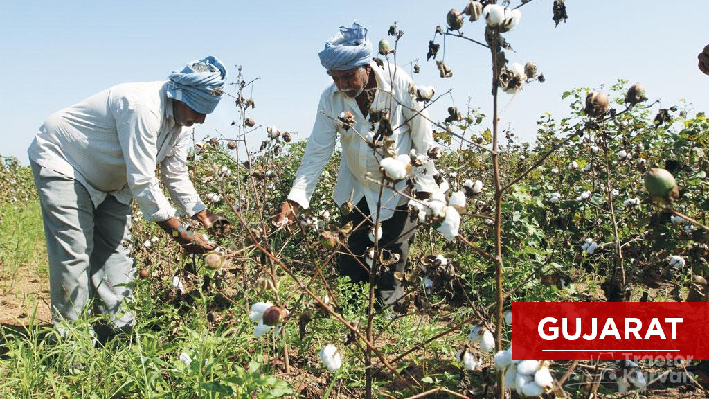 Top Cotton Producing States - Gujarat