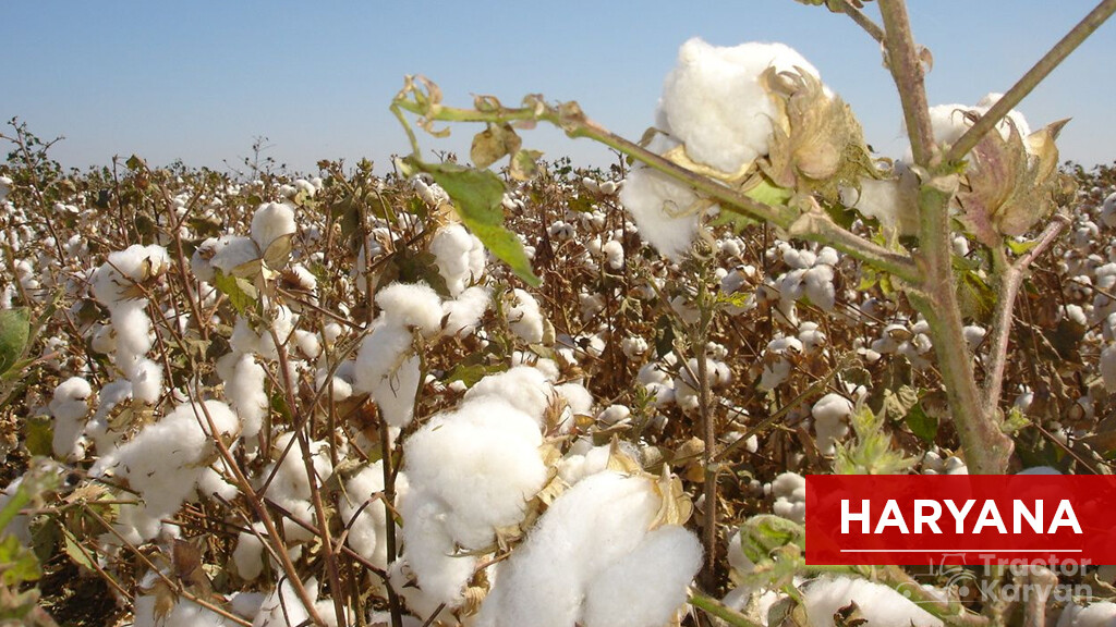 Top Cotton Producing States - Haryana