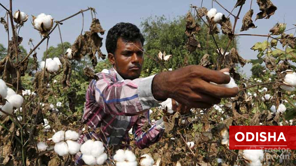 Top Cotton Producing States - Odisha