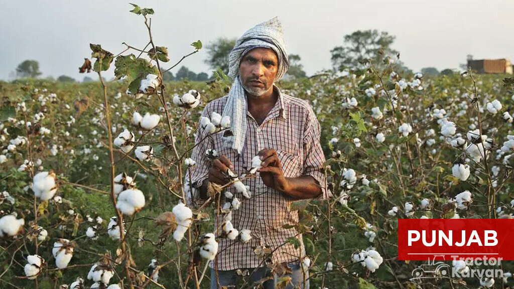 Top Cotton Producing States - Punjab