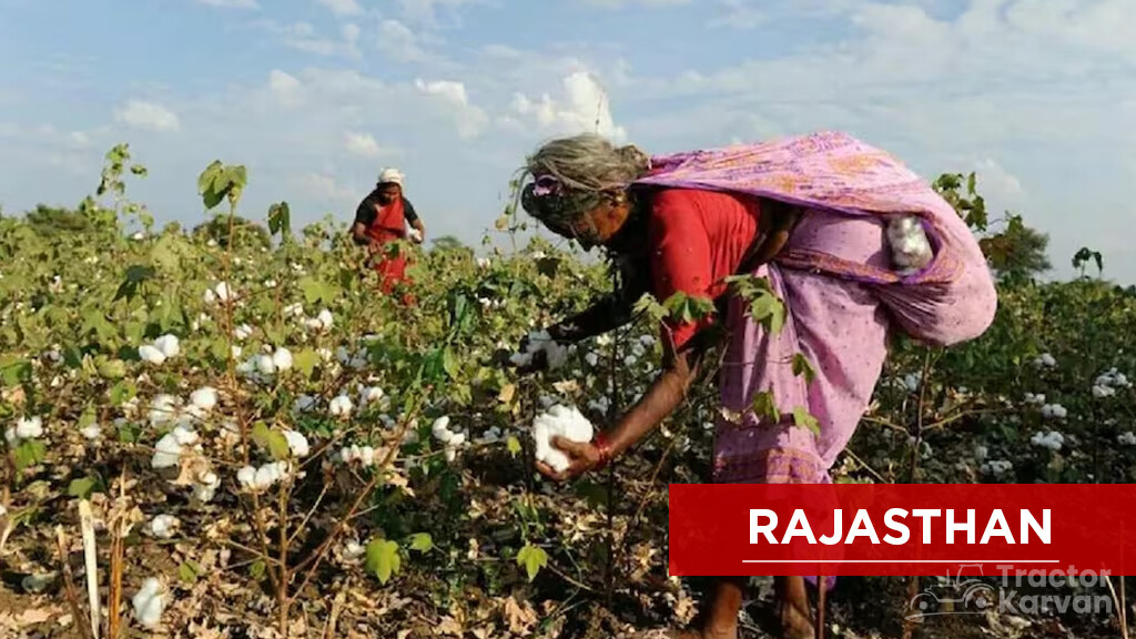 Top Cotton Producing States - Rajasthan