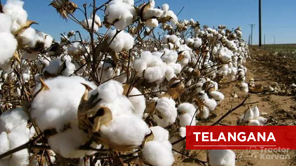 Top Cotton Producing States - Telangana