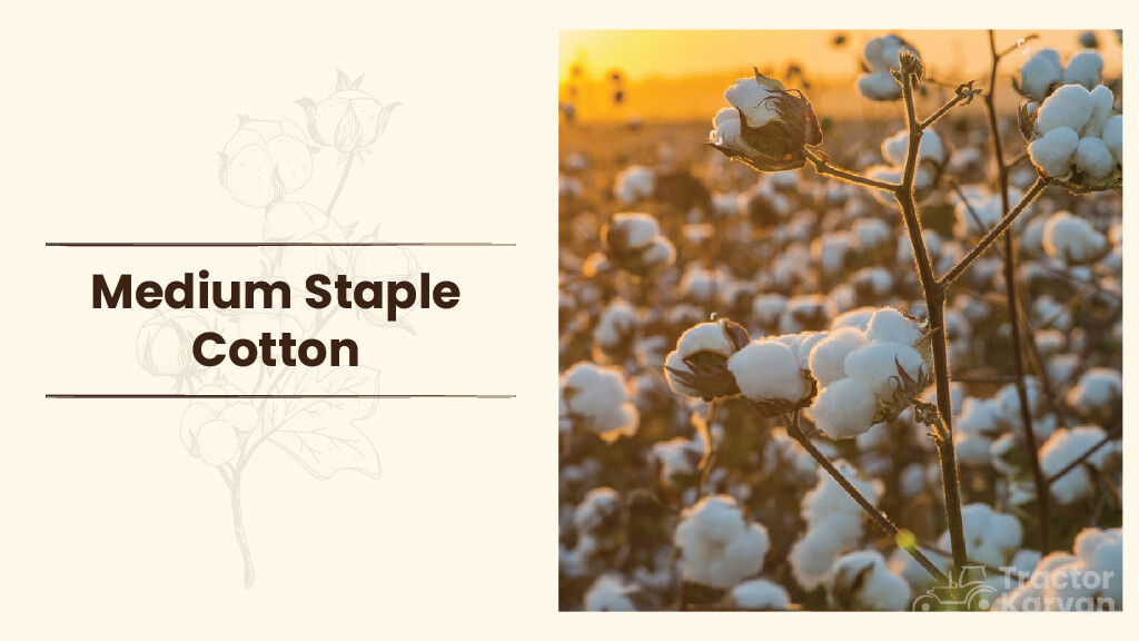 Types of Cotton, Process, Major Producer & Uses