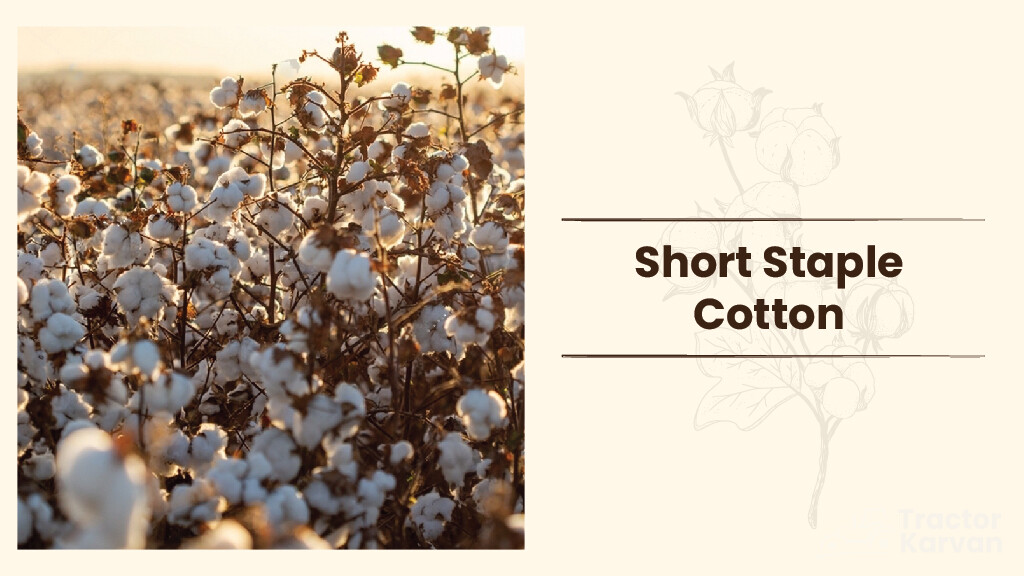 Types of Cotton, Process, Major Producer & Uses