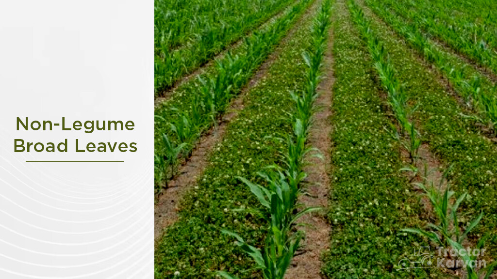 What is Cover Crop - Example, Types & Benefits in India