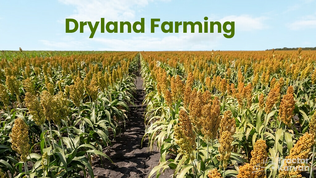 What is Dryland Farming - Know Dryland Agriculture with Its Crops