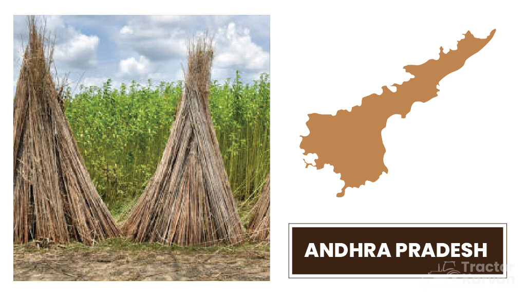 Top Jute Producing States - Andhra Pradesh