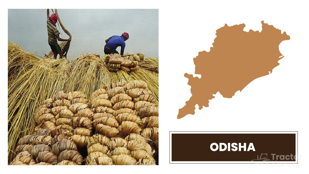 Top Jute Producing States - Odisha