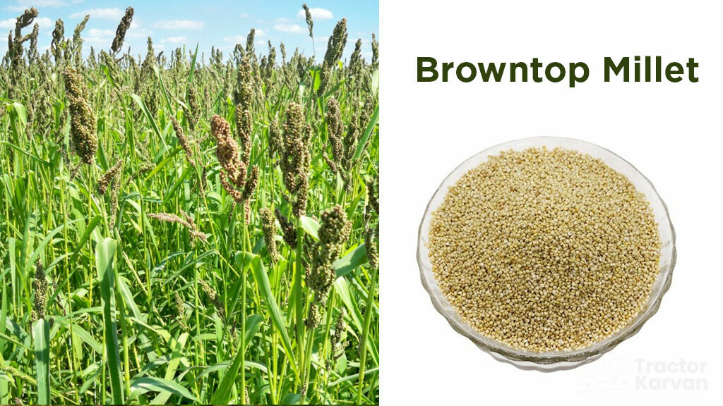 Types of Millets Grown in India Top 10 Grown Millets