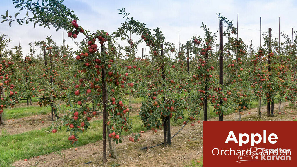 Orchard Farming - Apple orchard