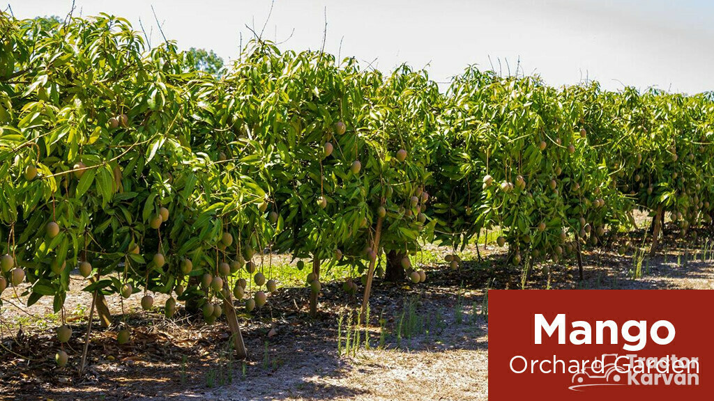 Organic Farming - Mango orchard