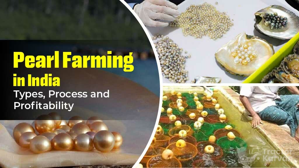 Pearl Farming in India – Types, Process and Cultivation