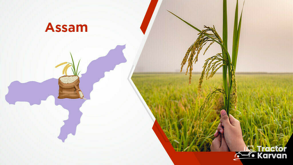 Top Rice Producing States - Bihar