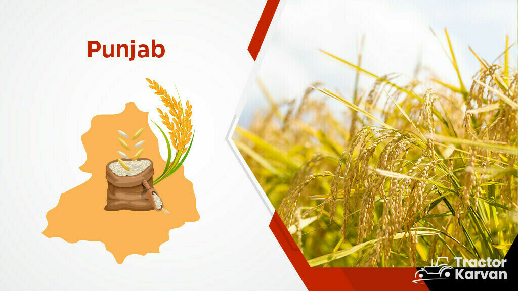 Top Rice Producing States - Punjab