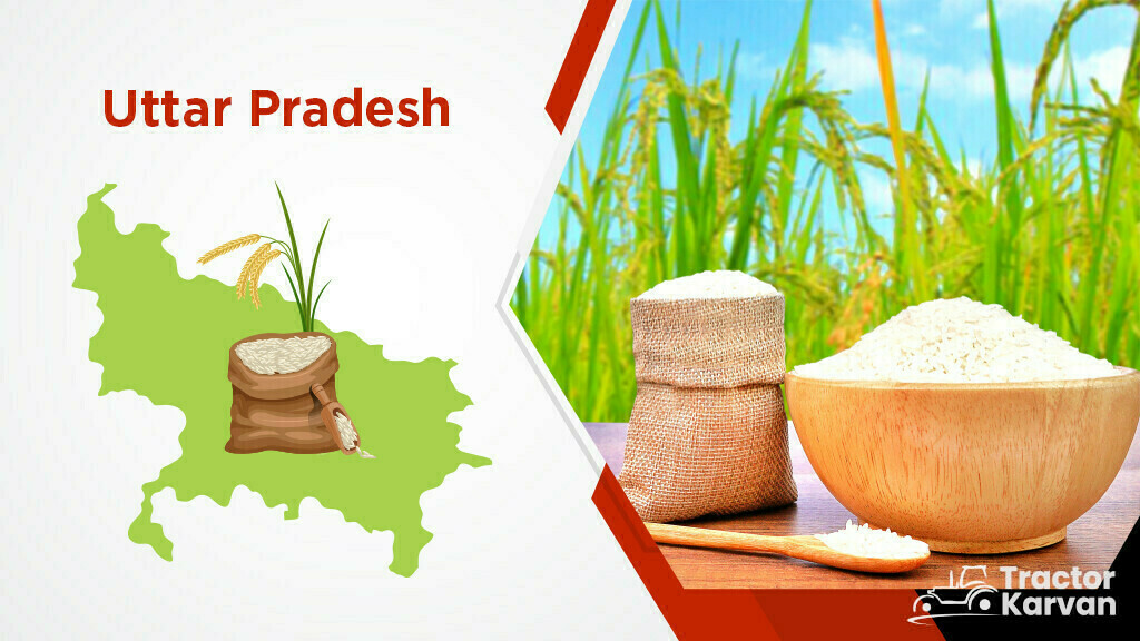Top Rice Producing States - Uttar Pradesh