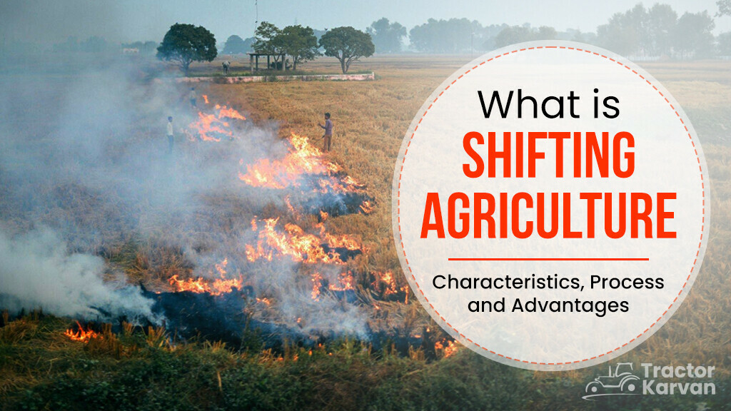 essay about shifting agriculture