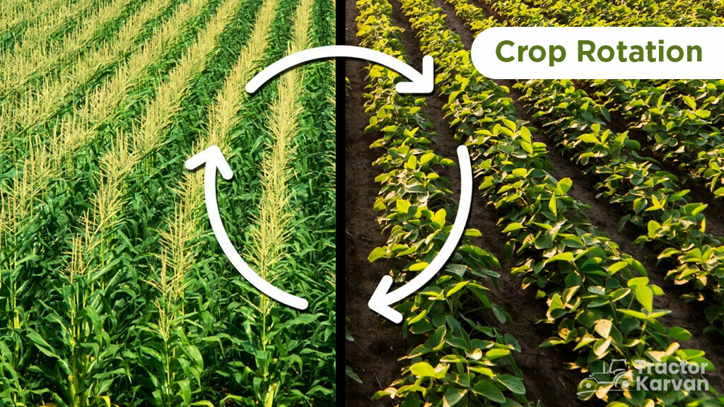 Top Soil Conservation Method - Crop Rotation
