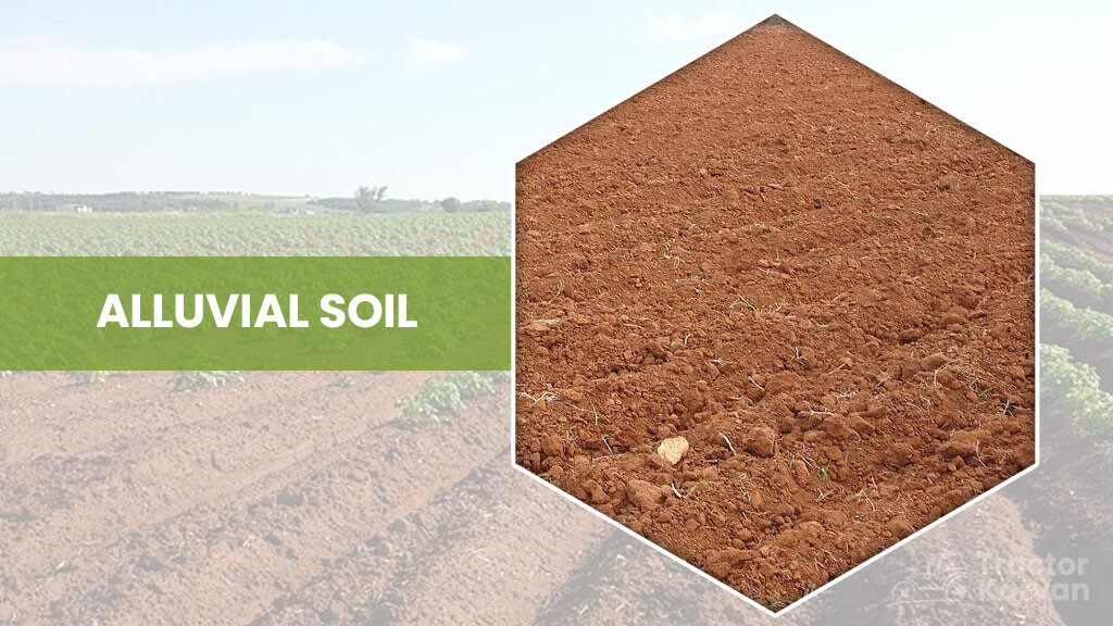 alluvial soil crops