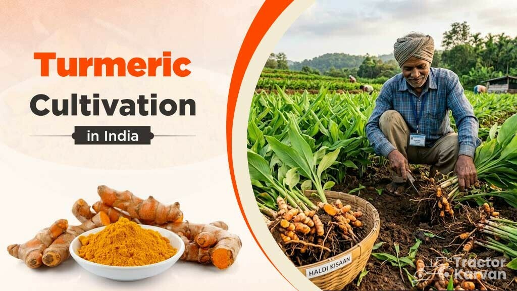 Turmeric Cultivation in India: A Complete Guide