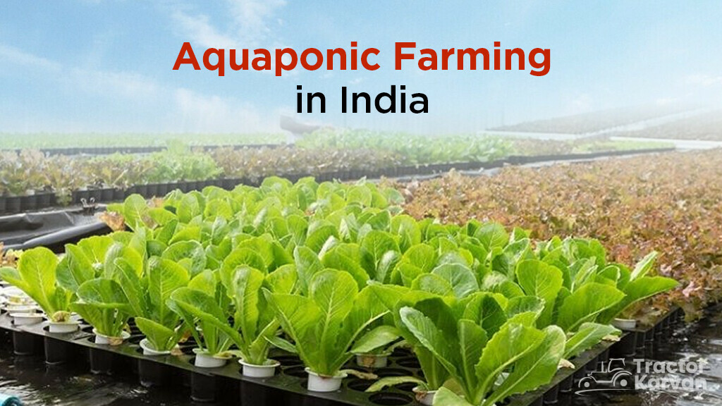 Aquaponic Farming in India - An Ultimate Guide | Tractorkavan