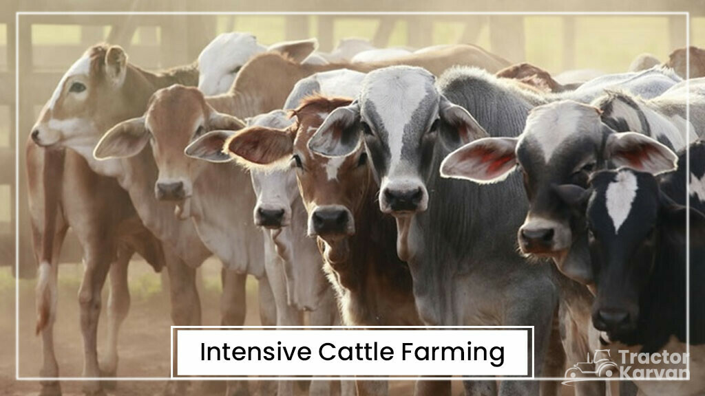 what-are-the-benefits-of-cattle-farming-in-india-tractorkarvan