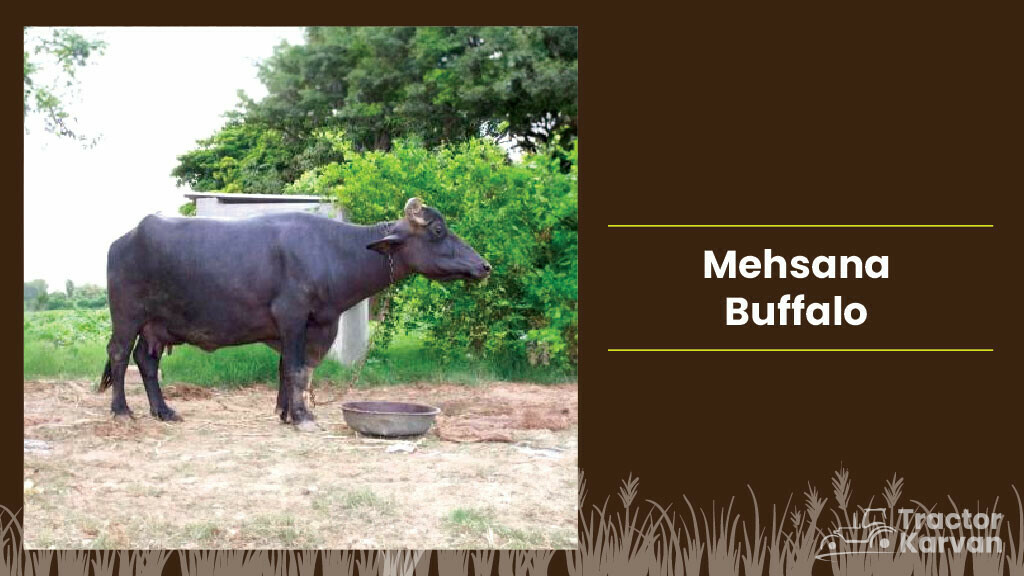 Top Buffalo Breeds in India & Where they found