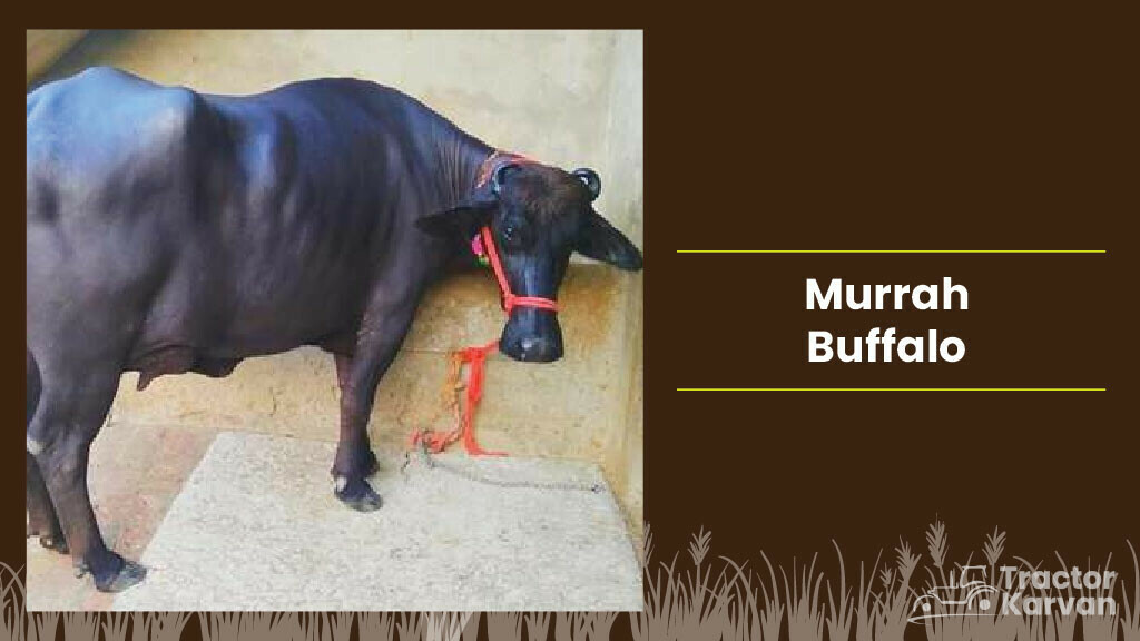 Top Buffalo Breeds in India & Where they found