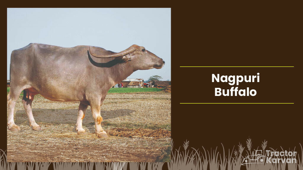 Top Buffalo Breeds in India & Where they found