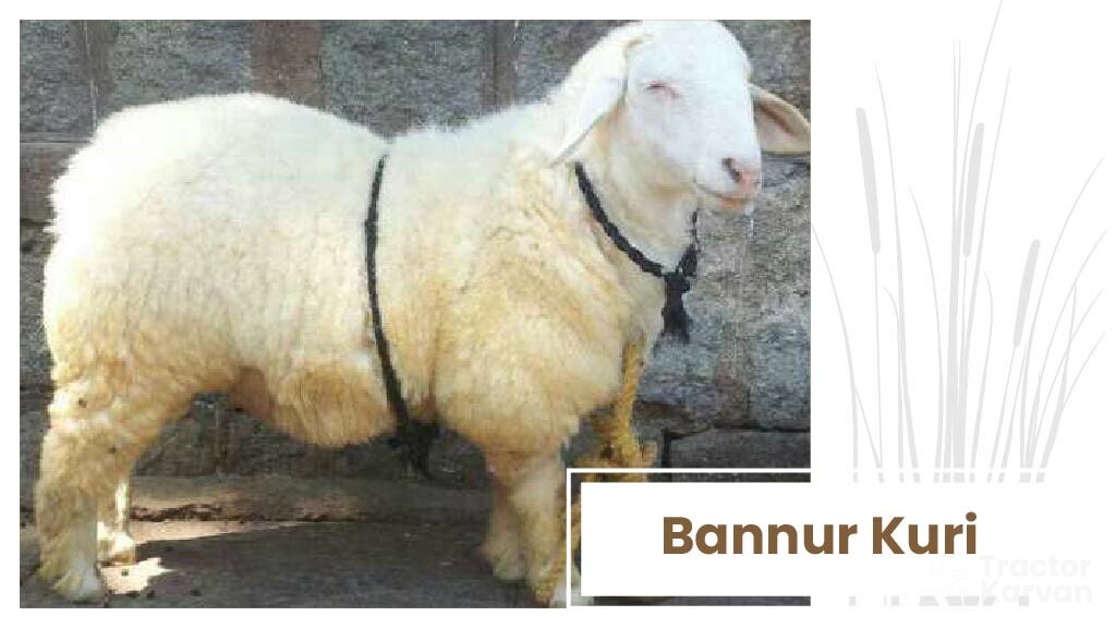 Top Sheep Breeds - Bannuri Kuri