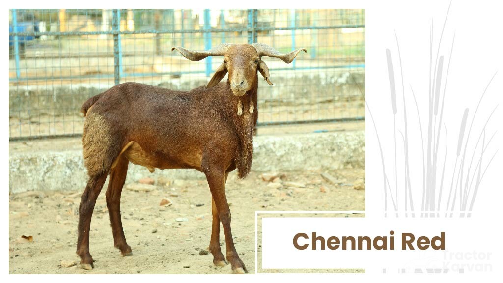 Top Sheep Breeds - Chennai Red