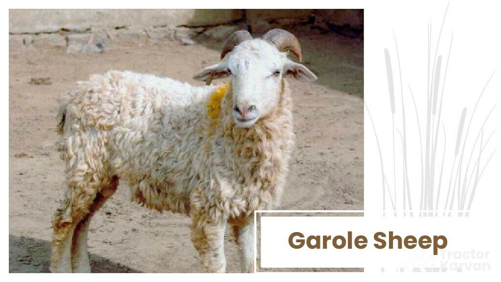 Top Sheep Breeds - Garole Sheep