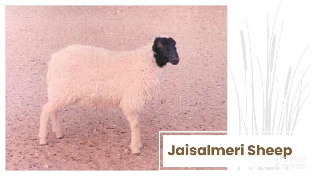 Top Sheep Breeds - Jaisalmeri Sheep