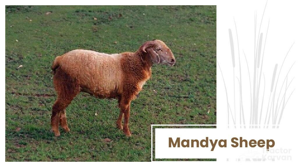 Top Sheep Breeds - Mandya Sheep