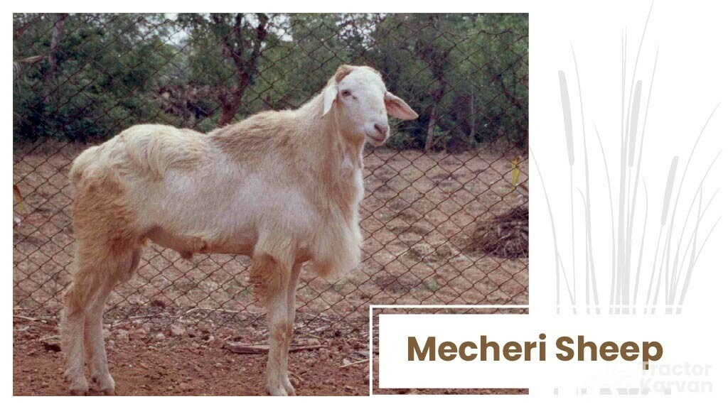 Top Sheep Breeds - Mecheri Sheep