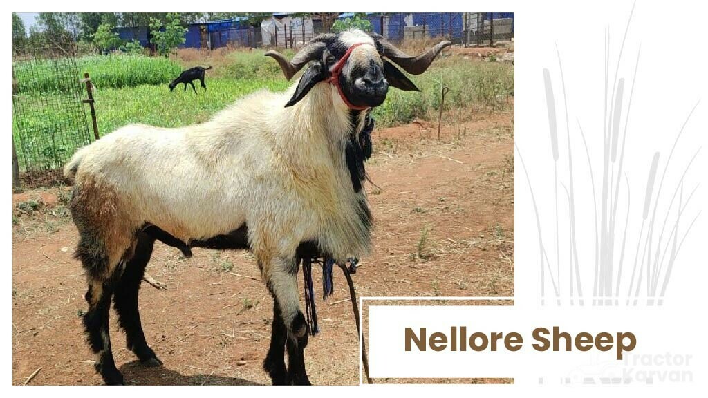 Top Sheep Breeds - Nellore Sheep