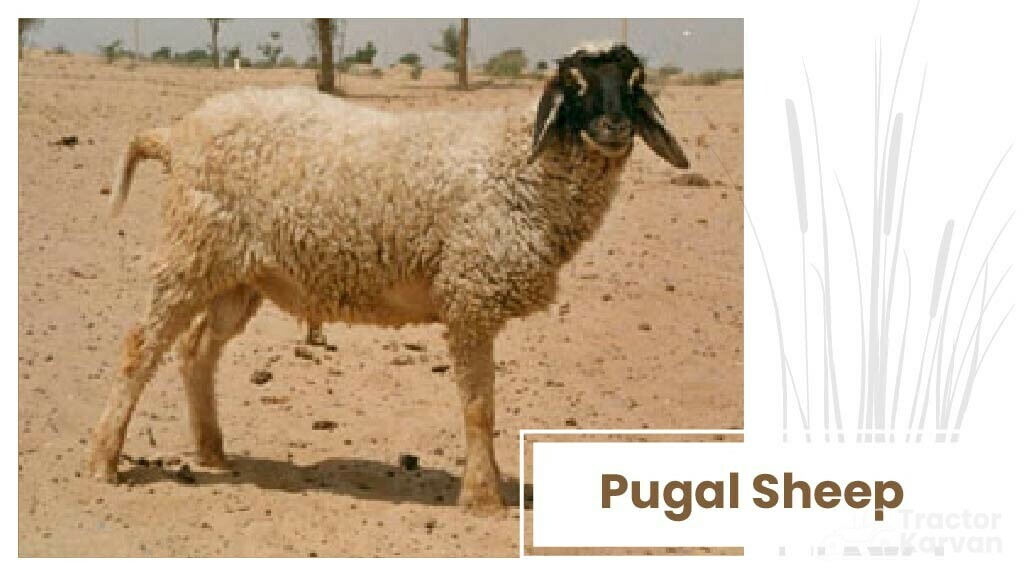 Top Sheep Breeds - Pugal Sheep