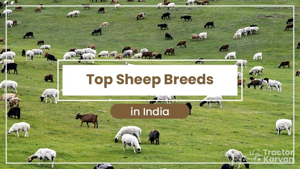 List of Top Sheep Breeds in India 2023