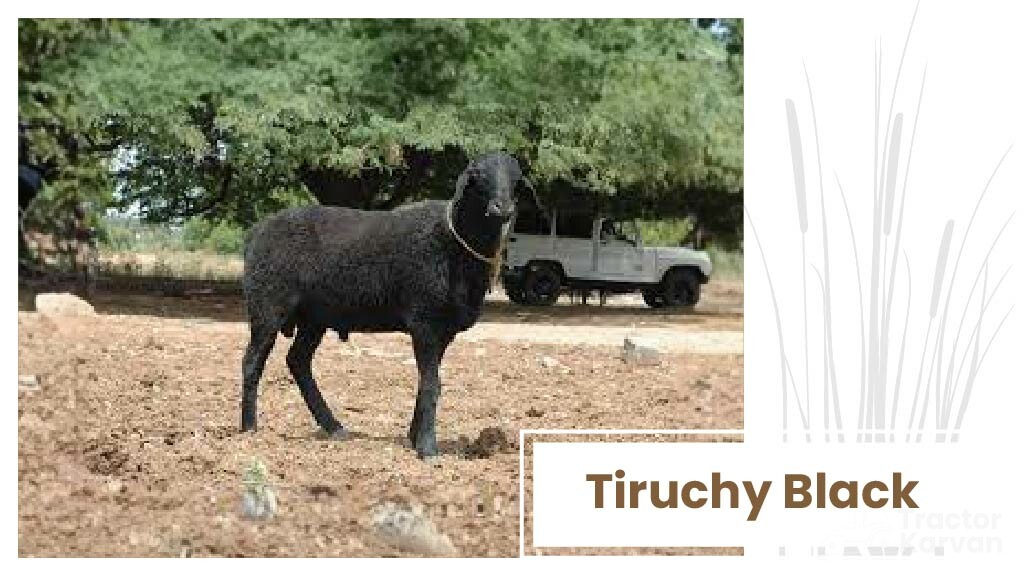 Top Sheep Breeds - Tiruchy Black