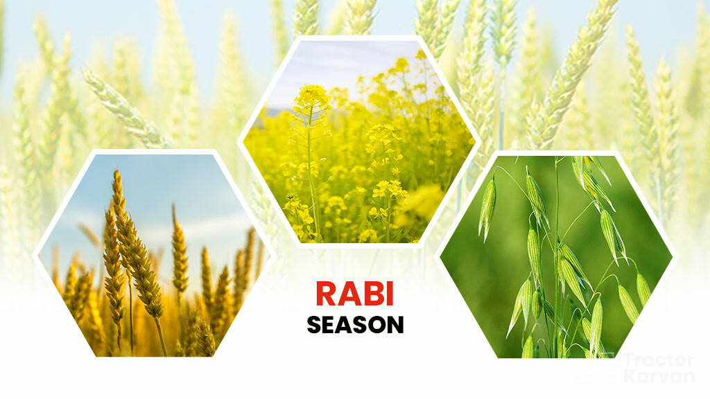 Crop Season - Rabi