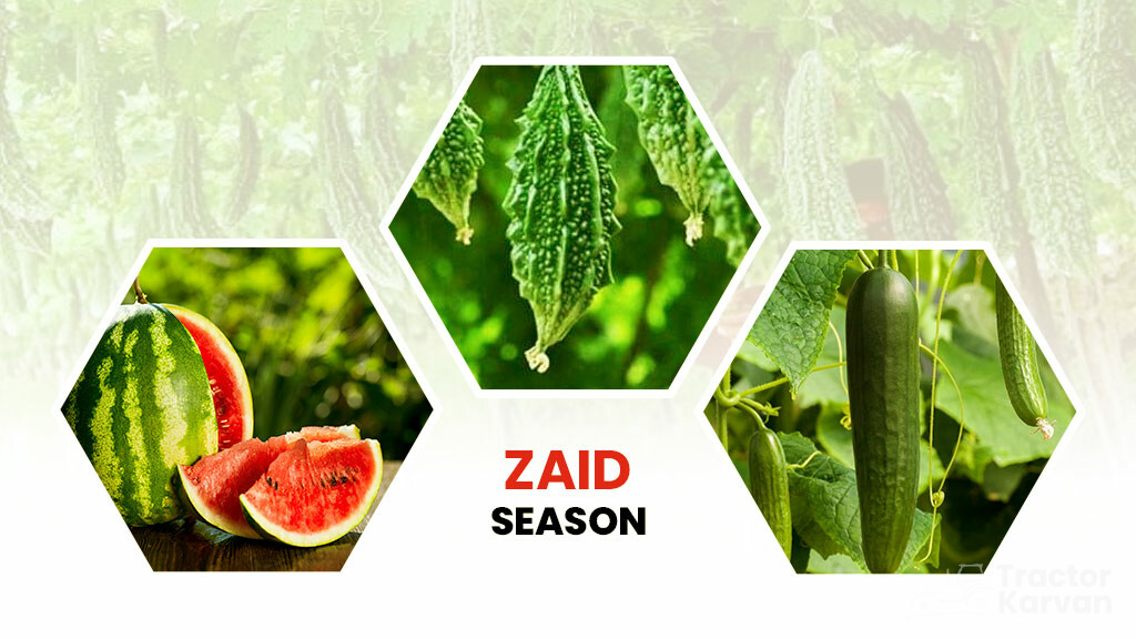 Crop Season - Zaid