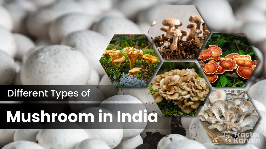 Types of Mushroom in India and Their Benefits