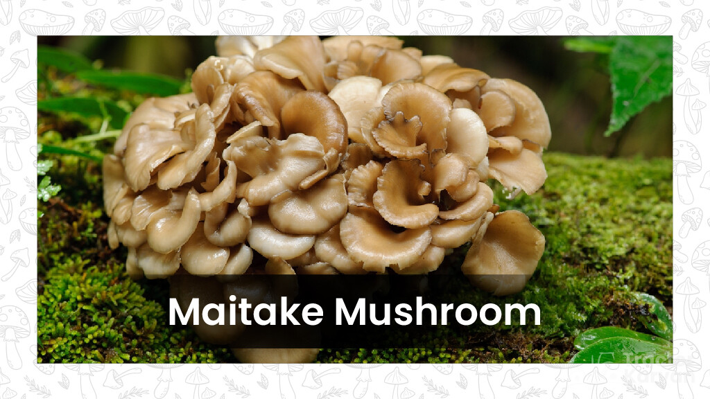 Mushroom Varieties - Maitake Mushroom