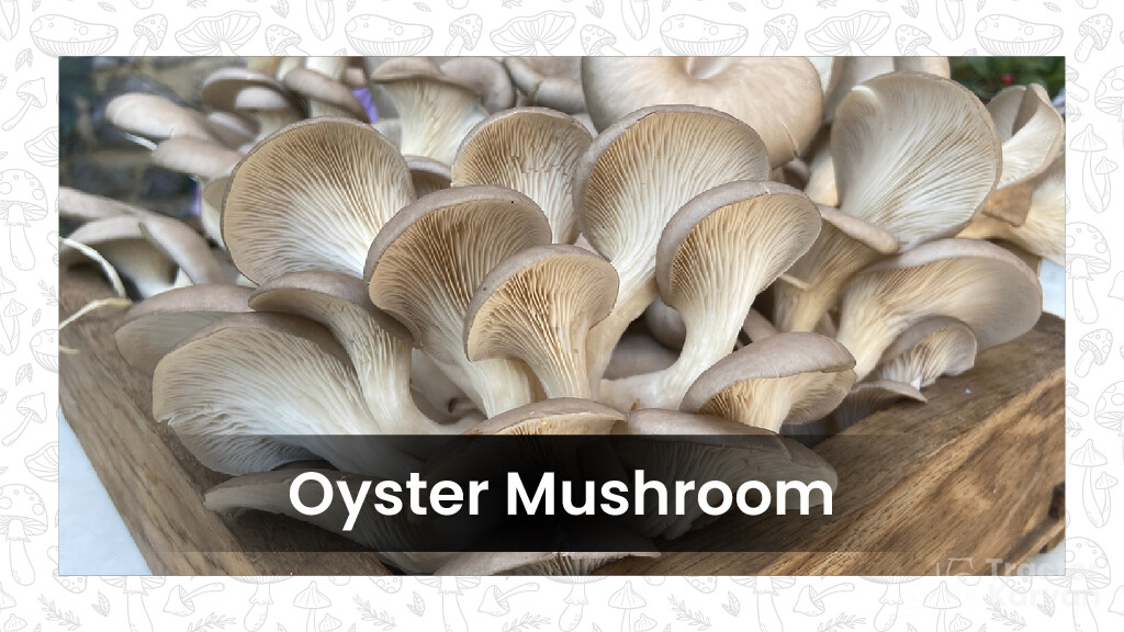 Mushroom Varieties - Oyster Mushroom