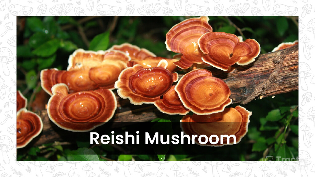 Mushroom Varieties - Reishi Mushroom