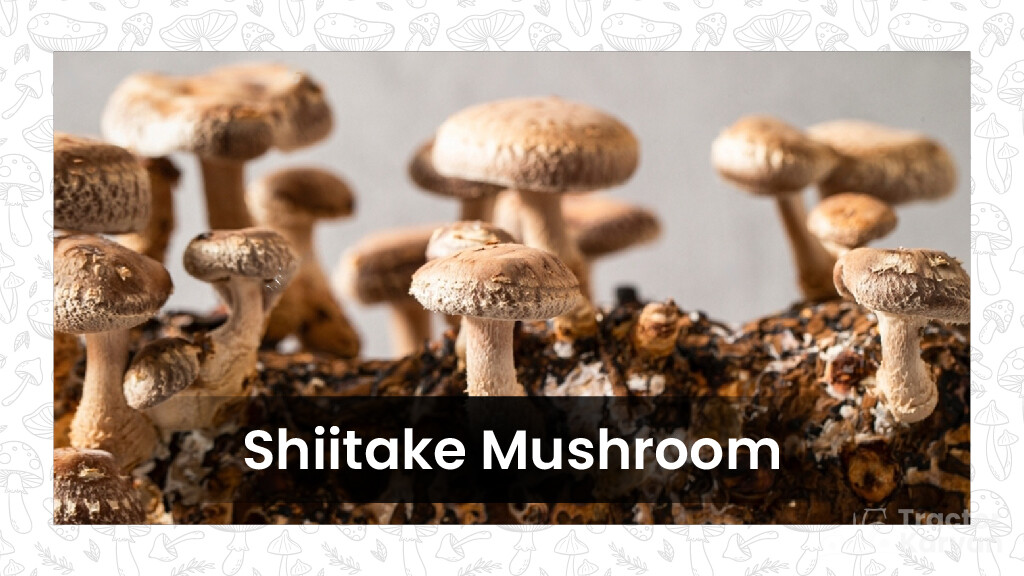Mushroom Varieties - Shiitake Mushroom