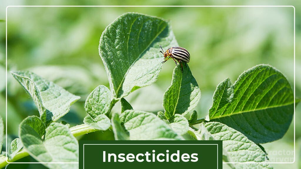 Type of Pesticides- Insecticides 