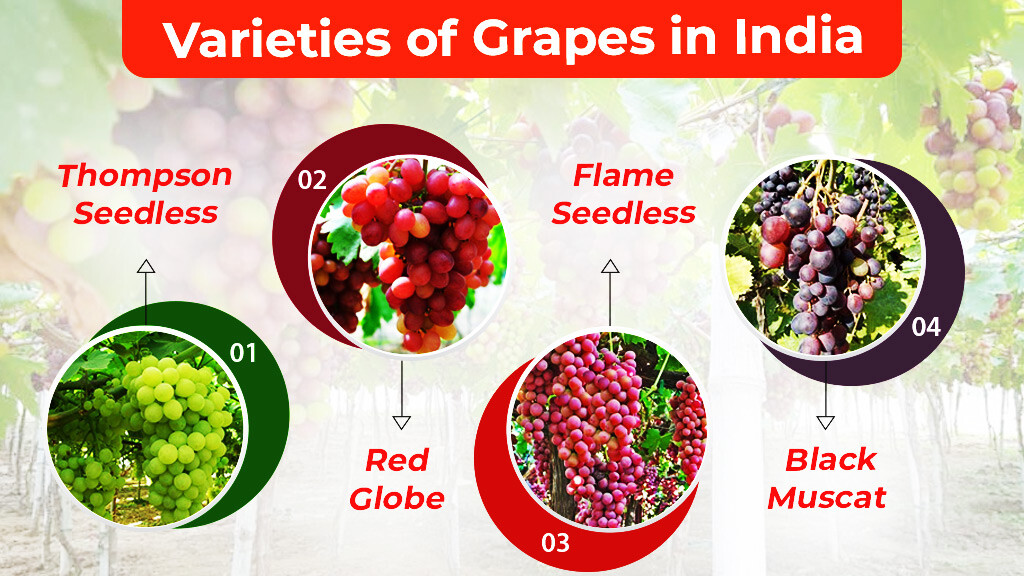 Varieties of Grapes in India